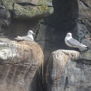 Pacific kittiwakes (Rissa tridactyla pollicaris), 2024-06-30