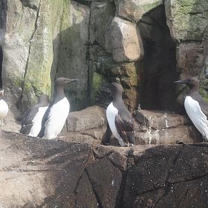 Atlantic puffin (Fratercula arctica) and Common murres (Uria aalge), 2024-06-30