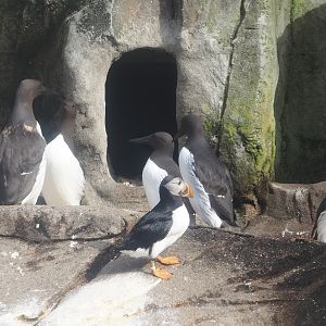 Atlantic puffin (Fratercula arctica) and Common murres (Uria aalge), 2024-06-30