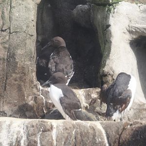 Common murres (Uria aalge), 2024-06-30