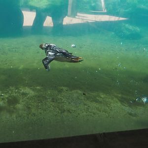 Diving Atlantic puffin (Fratercula arctica), 2024-06-30