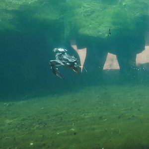Diving Atlantic puffin (Fratercula arctica), 2024-06-30