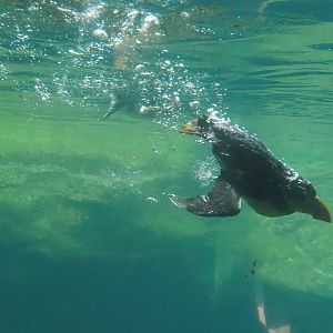 Diving Atlantic puffin (Fratercula arctica), 2024-06-30