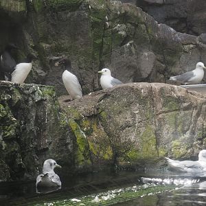 Common murres (Uria aalge) andPacific kittiwakes (Rissa tridactyla pollicaris), 2024-06-30