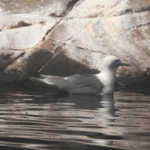 Pacific kittiwake (Rissa tridactyla pollicaris), 2024-06-30