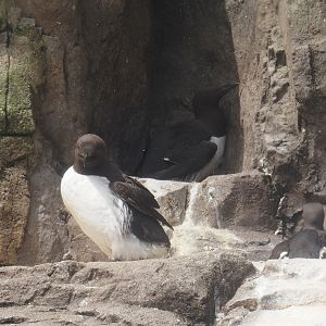 Common murres (Uria aalge), 2024-06-30