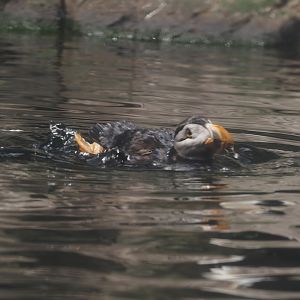 Atlantic puffin (Fratercula arctica), 2024-06-30