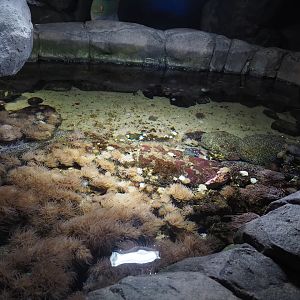 Temperate tide pool, 2024-06-30