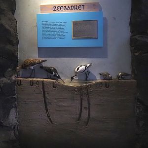 Display about niches of waders feeding on mudflats, 2024-06-30