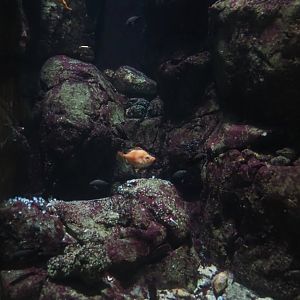 Rocky coast tank, 2024-06-30