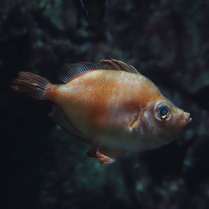 Boarfish (Capros aper), 2024-06-30