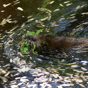 Muskrat (Ondatra zibethicus)