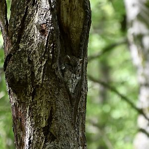Eastern Screech Owl (Megascops asio asio) - gray morph