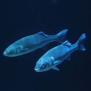 European seabass (Dicentrarchus labrax), 2024-06-30
