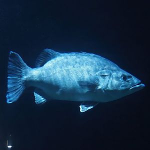 Atlantic wreckfish (Polyprion americanus), 2024-06-30