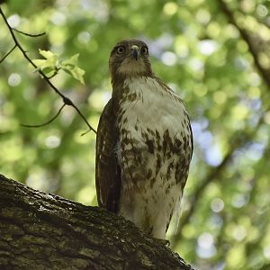 Eastern Red-Tailed Hawk (Buteo jamaicensis borealis)