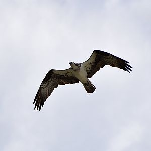 North American Osprey (Pandion haliaetus carolinensis)