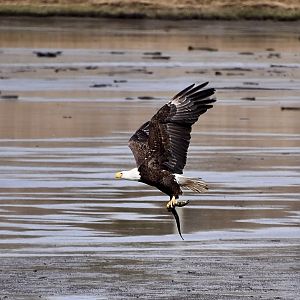Northern Bald Eagle (Haliaeetus leucocephalus washingtoniensis) capturing an American Eel (Anguilla rostrata)