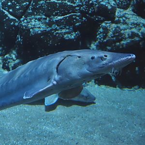 European sea sturgeon (Acipenser sturio), 2024-06-30