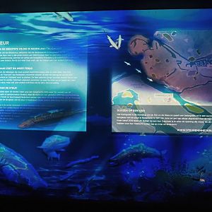 European sea sturgeon in the Netherlands projection, 2024-06-30