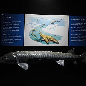 Sturgeons and caviar display, 2024-06-30
