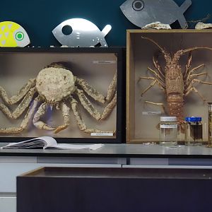 King crab and spiny lobster specimens in the ocean lab, 2024-06-30