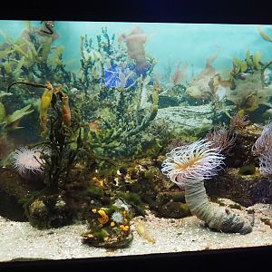 Tank in the ocean lab with anemones and small-spotted catshark eggs, 2024-06-30