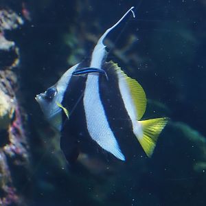 schooling bannerfish (Heniochus diphreutes) and Neon Goby (Elacatinus oceanops), 2024-06-30