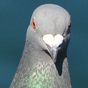 Rock dove. (Street pigeon)