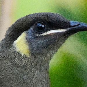 Lewin's honeyeater