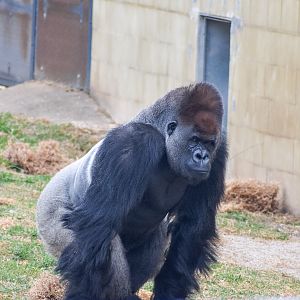 Western Lowland Gorilla