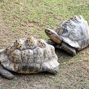 Leopard Tortoises