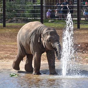 Asian Elephant calf with water