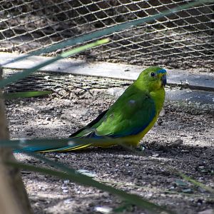 Orange-bellied Parrot