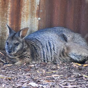 Tammar Wallaby