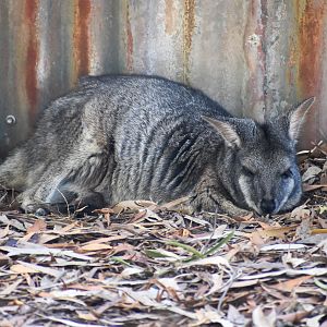 Tammar Wallaby