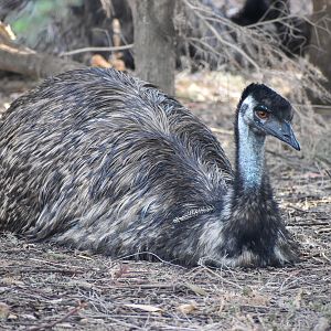 Emu