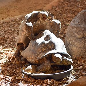Leopard Tortoises