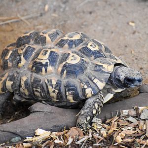 Bell's Hinge-back Tortoise