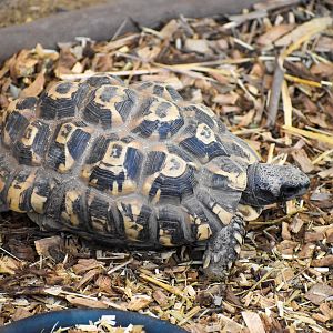 Bell's Hinge-back Tortoise