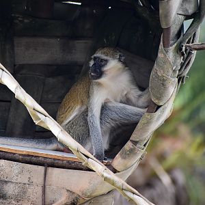 Vervet Monkey