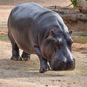 Common Hippo
