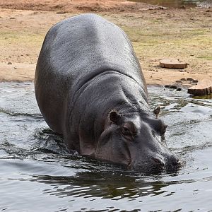 Common Hippo