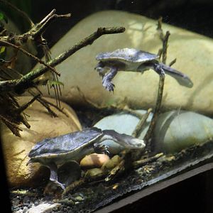 Melbourne Zoo - Chelodina ID??