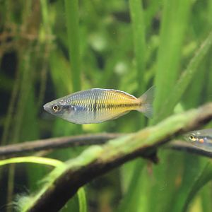 Melbourne Zoo - M. boesemani and??