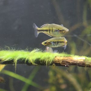 Melbourne Zoo - M. boesmani??