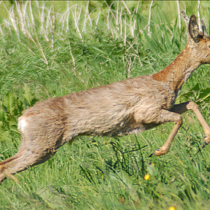 Roe Deer - 2025
