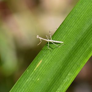 Stick Mantis, Archimantis latistyla