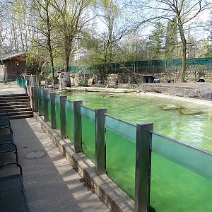 Humboldt penguin enclosure