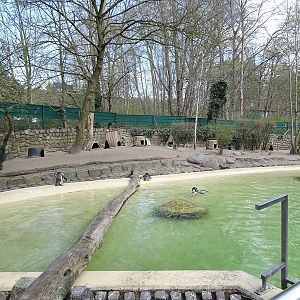 Humboldt penguin enclosure